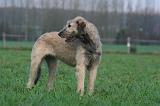 IRISH WOLFHOUND 273